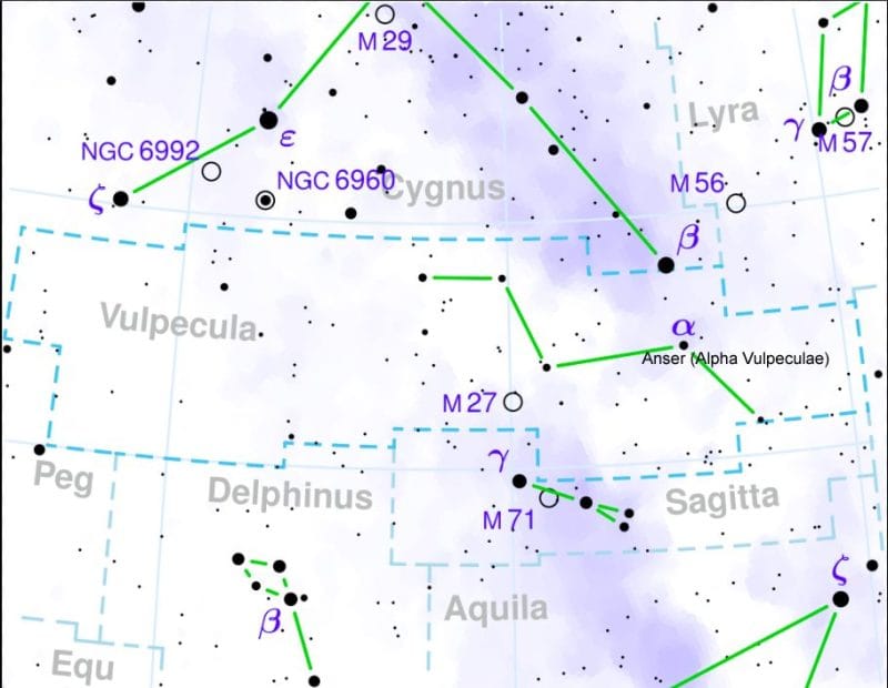 Vulpecula